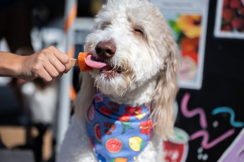 Keep Your Furry One Cool and Chic at the Kakaʻako Farmers Market! 🐶🍉🧣
