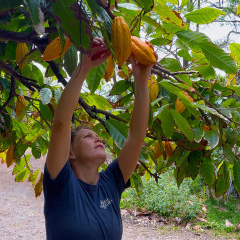 From Tree to Treat: A Look Inside a KualoaGrown Cacao Nectar Harvest